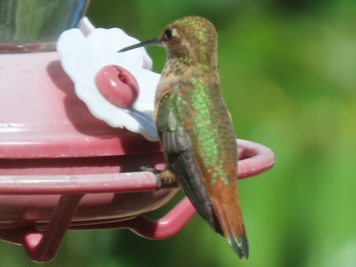 Rufous Hummingbird - ML353145121