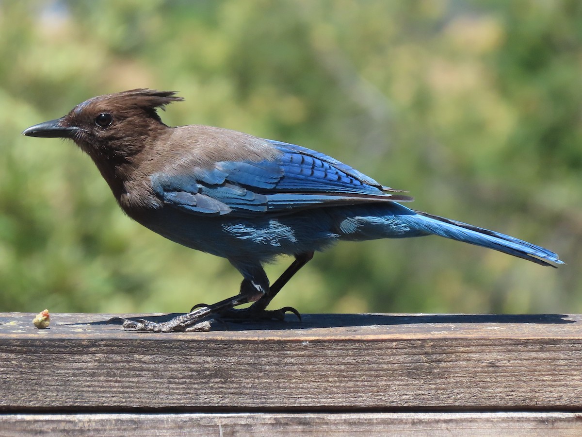 Steller's Jay - ML353145591