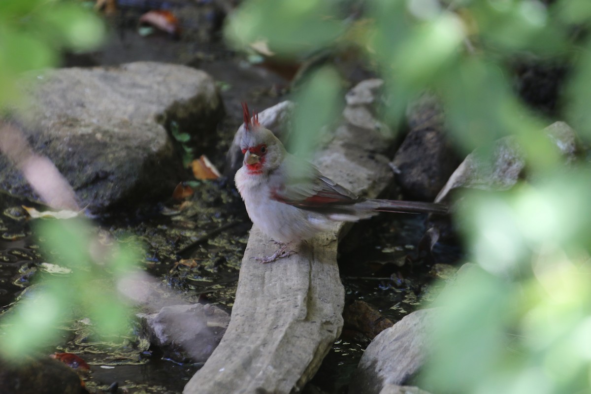 Pyrrhuloxia - Laurens Halsey