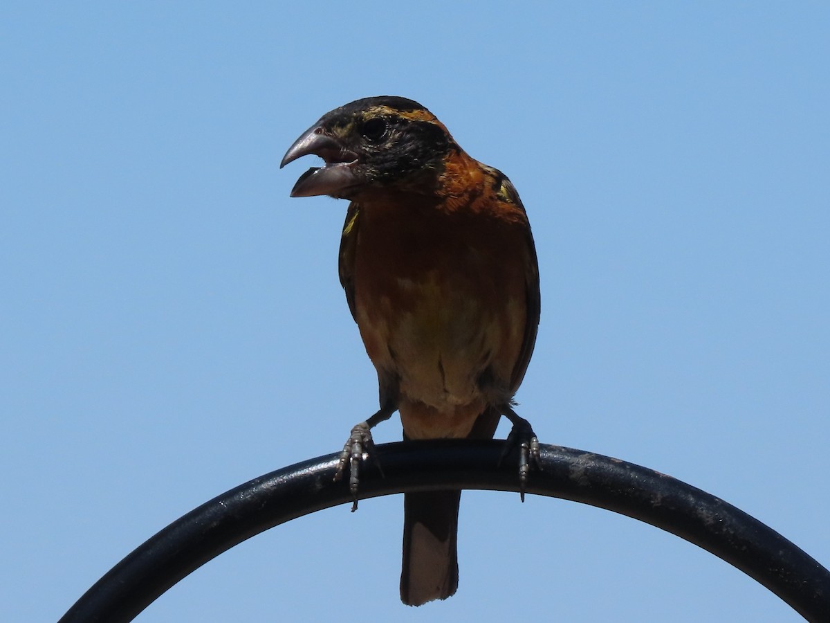 Black-headed Grosbeak - ML353146151