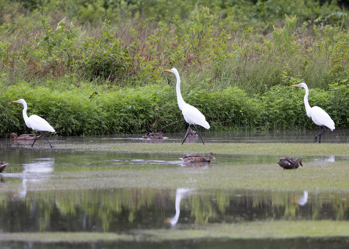 Great Egret - ML353146521