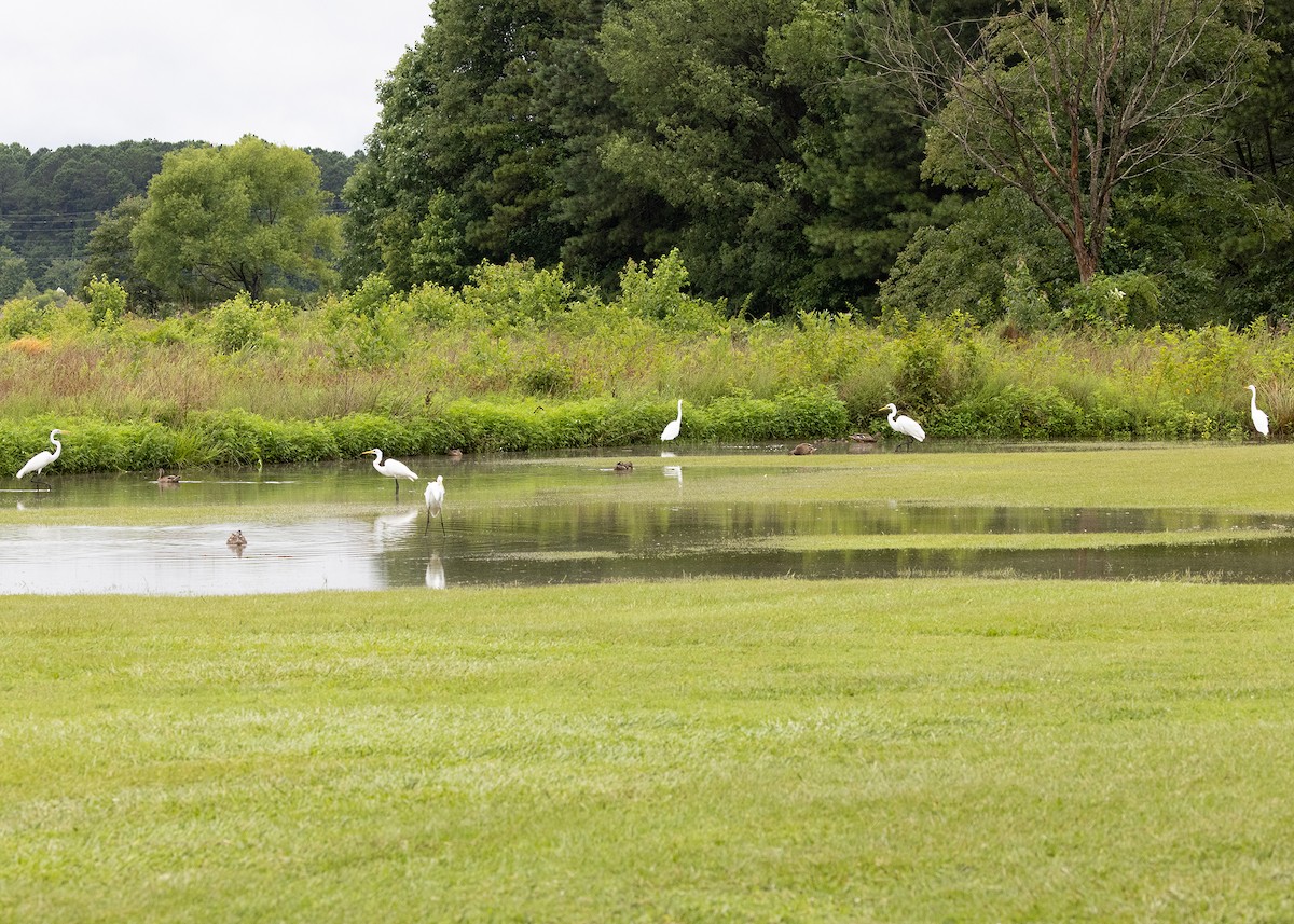 Great Egret - ML353146531