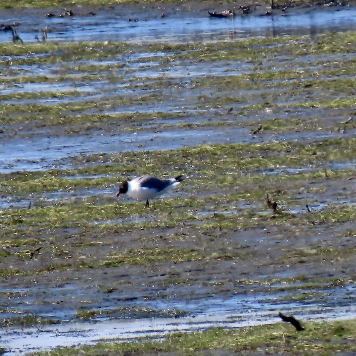 Franklin's Gull - ML353146681