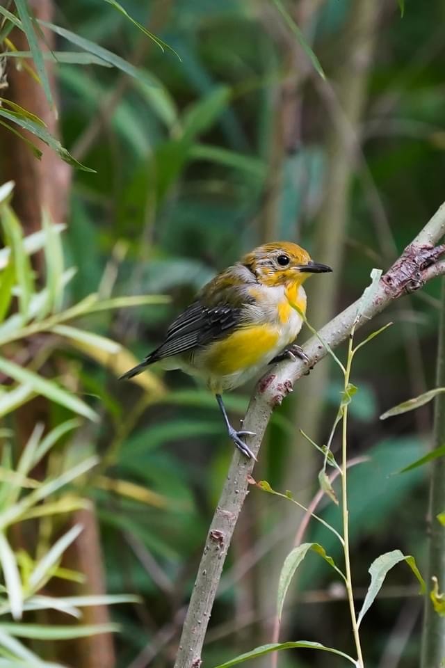 Prothonotary Warbler - ML353147121