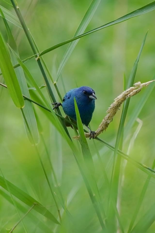 Indigo Bunting - ML353147801
