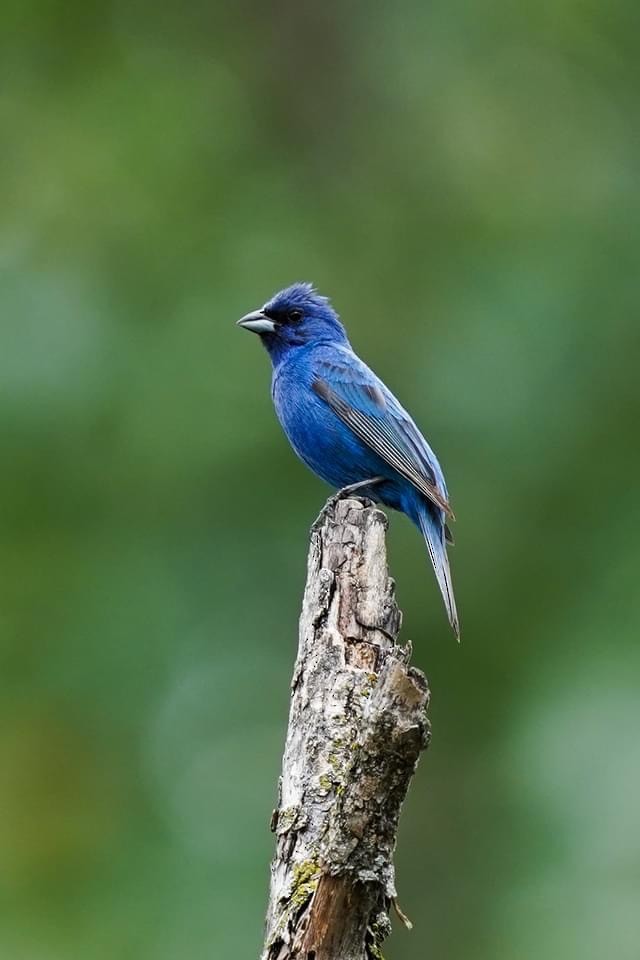 Indigo Bunting - ML353147811