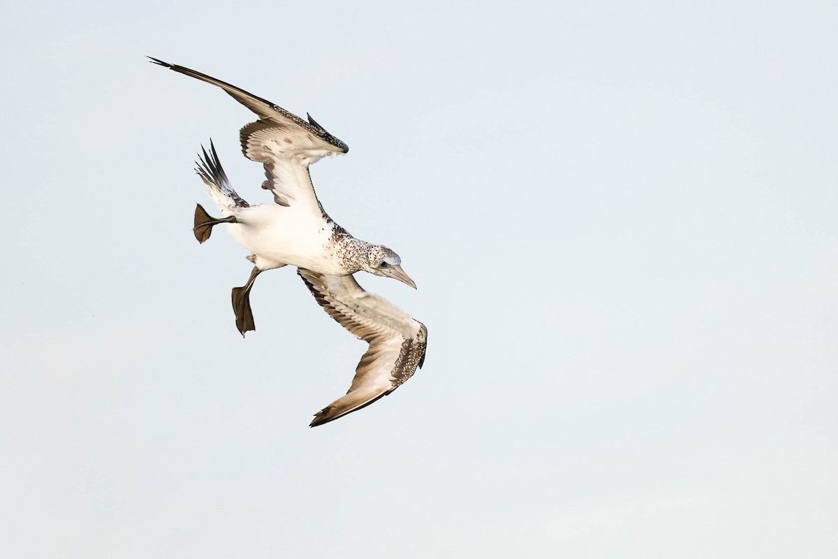 Australasian Gannet - Ged Tranter