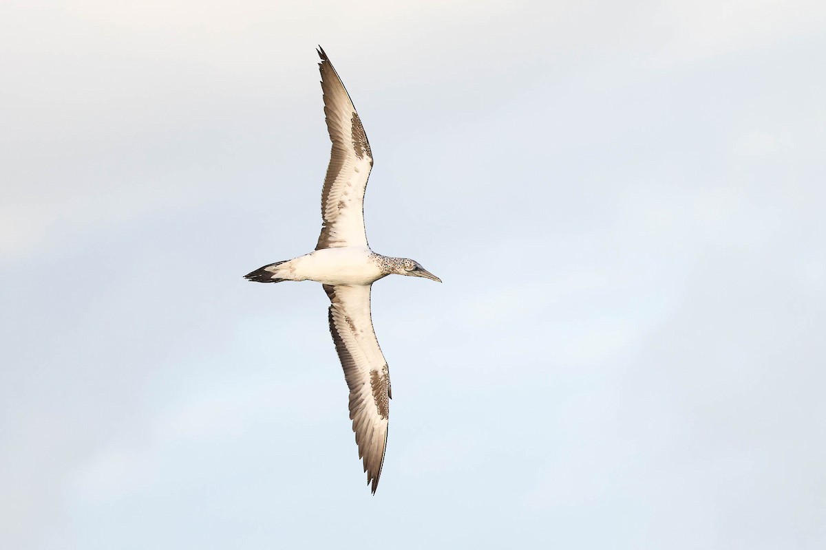 Australasian Gannet - Ged Tranter