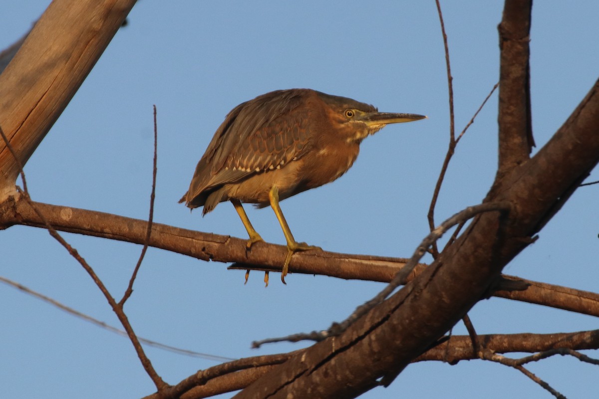 Striated Heron (Old World) - ML353148811