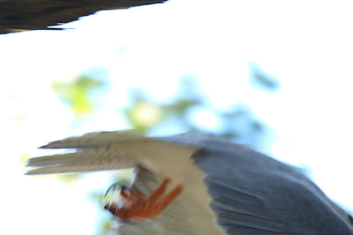 Gray Goshawk - Peter Woodall