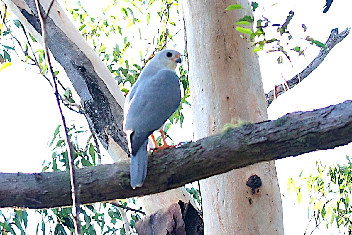 Gray Goshawk - ML353150881