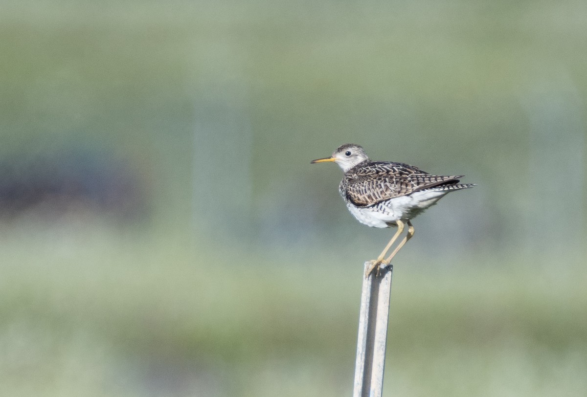 Upland Sandpiper - ML353151331