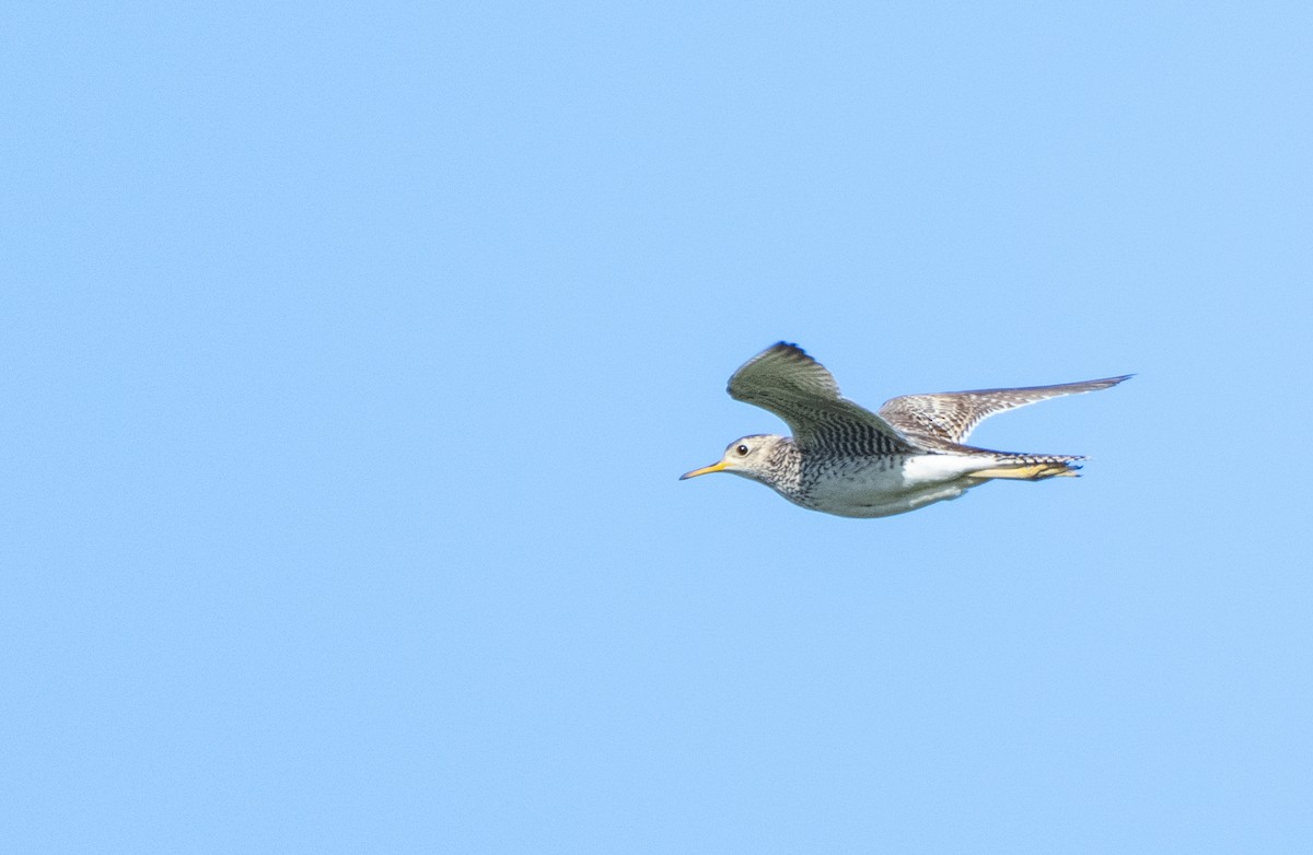 Upland Sandpiper - ML353151341