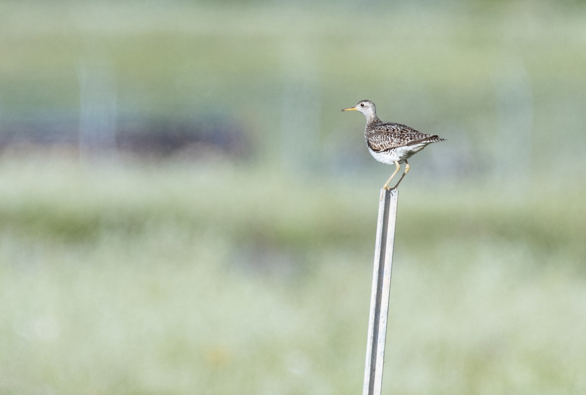 Upland Sandpiper - ML353151351