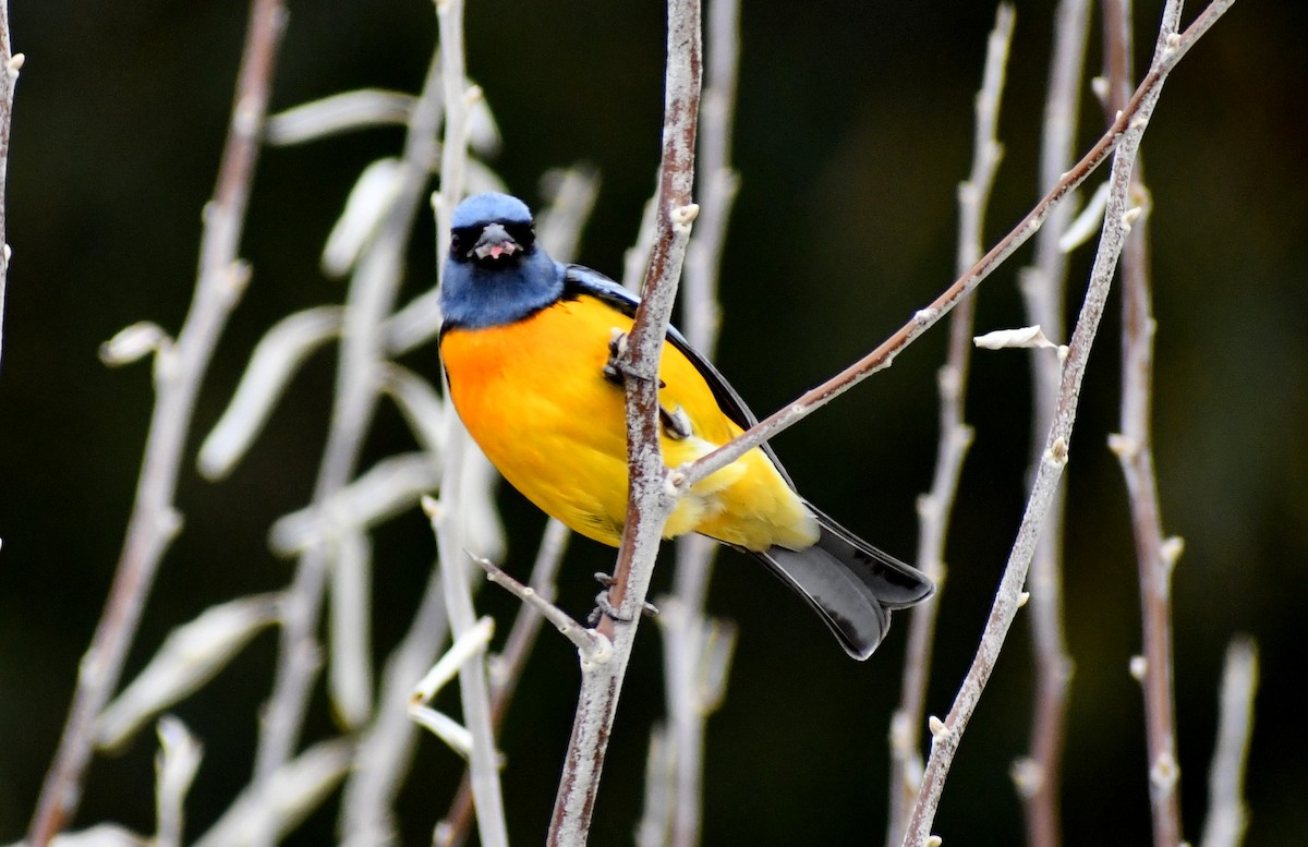 Blue-and-yellow Tanager - ML353152181