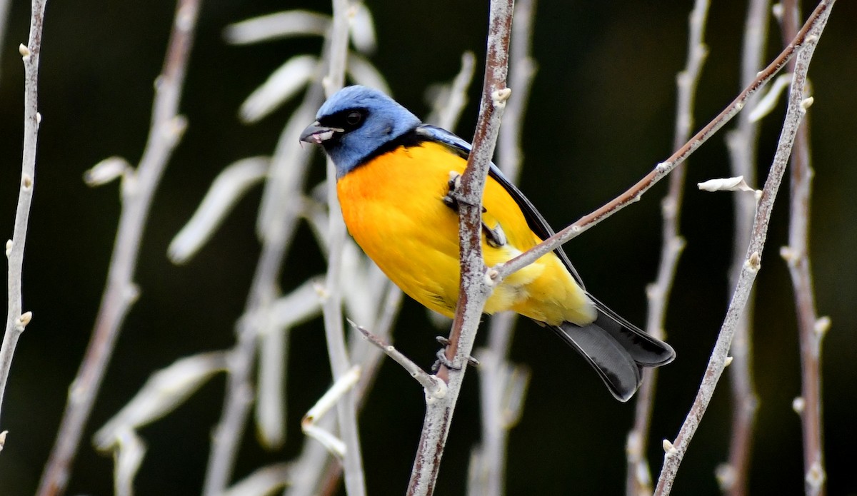 Blue-and-yellow Tanager - ML353152201