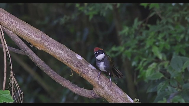 Chestnut-capped Brushfinch - ML353152821