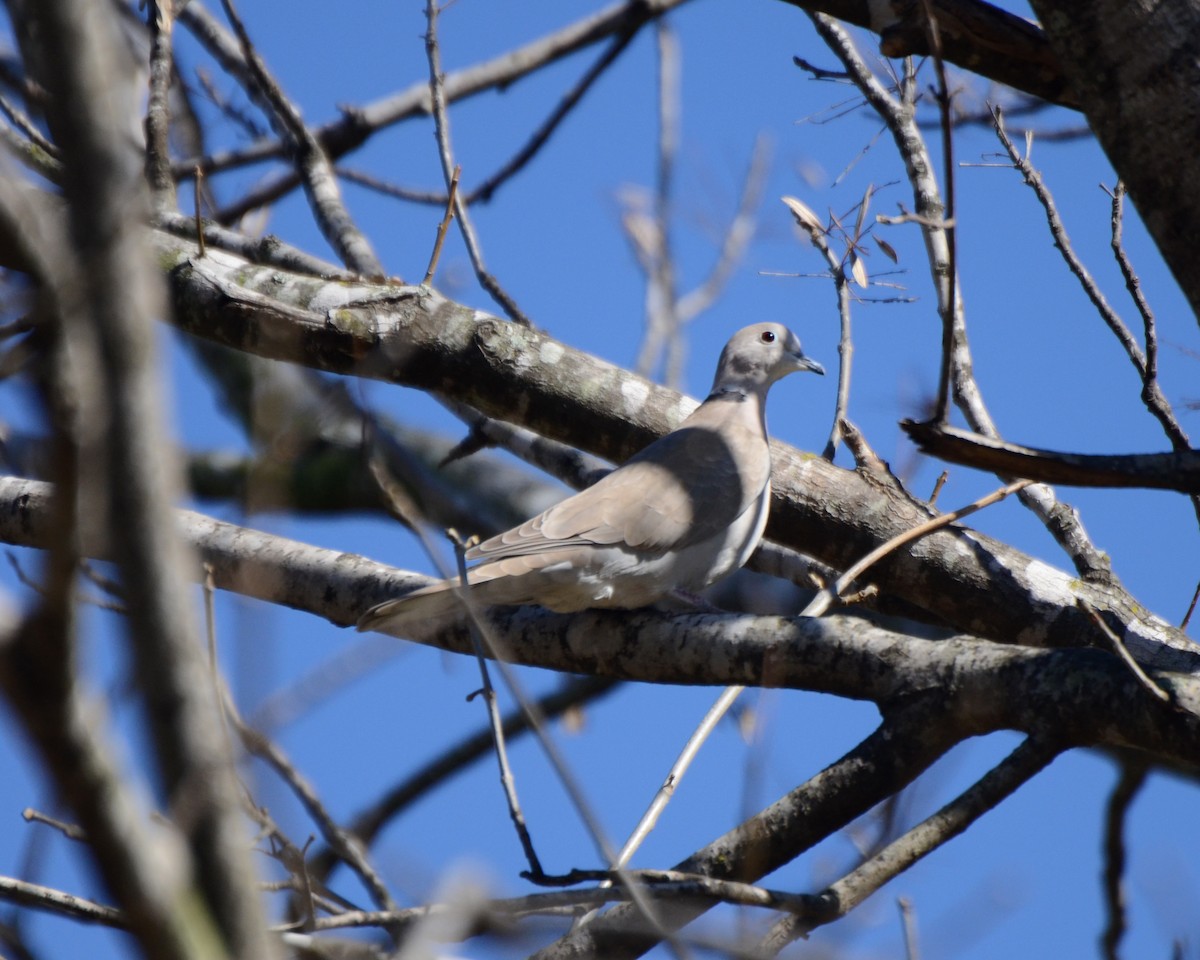 African Collared-Dove (Domestic type or Ringed Turtle-Dove) - ML35315291