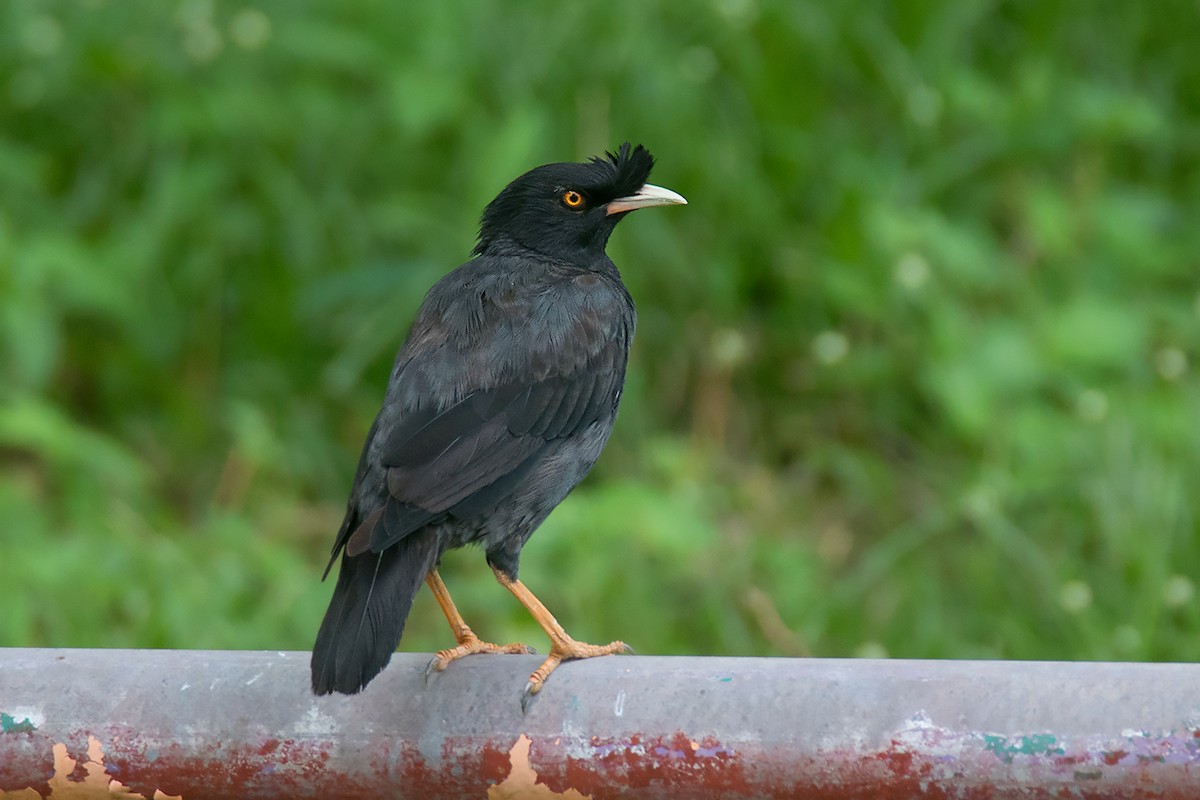 Crested Myna - Ayuwat Jearwattanakanok