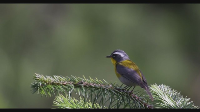 Crescent-chested Warbler - ML353153511