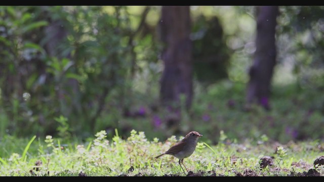 Ruddy-capped Nightingale-Thrush - ML353156071