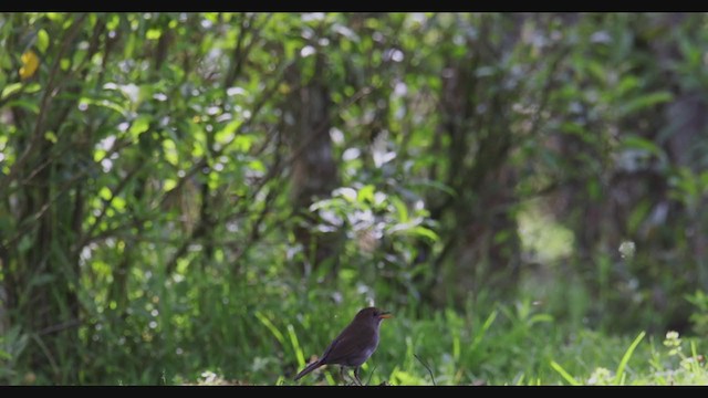 Ruddy-capped Nightingale-Thrush - ML353156091