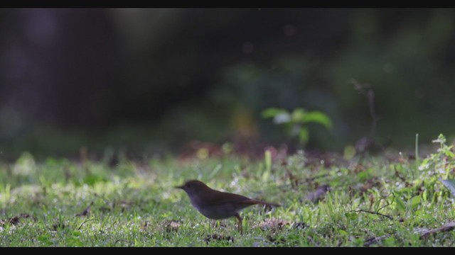 Ruddy-capped Nightingale-Thrush - ML353156121