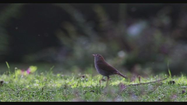 Ruddy-capped Nightingale-Thrush - ML353156141