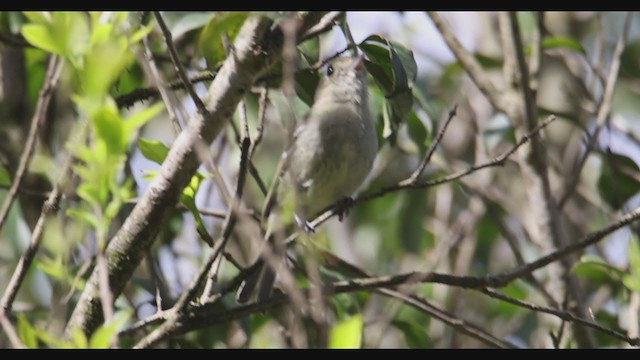 Vireo de Hutton - ML353156971