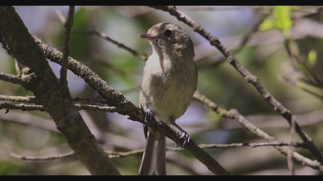 Hutton's Vireo - ML353156981