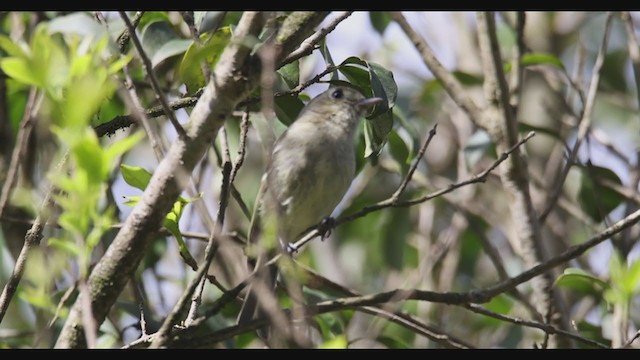 Hutton's Vireo - ML353156991