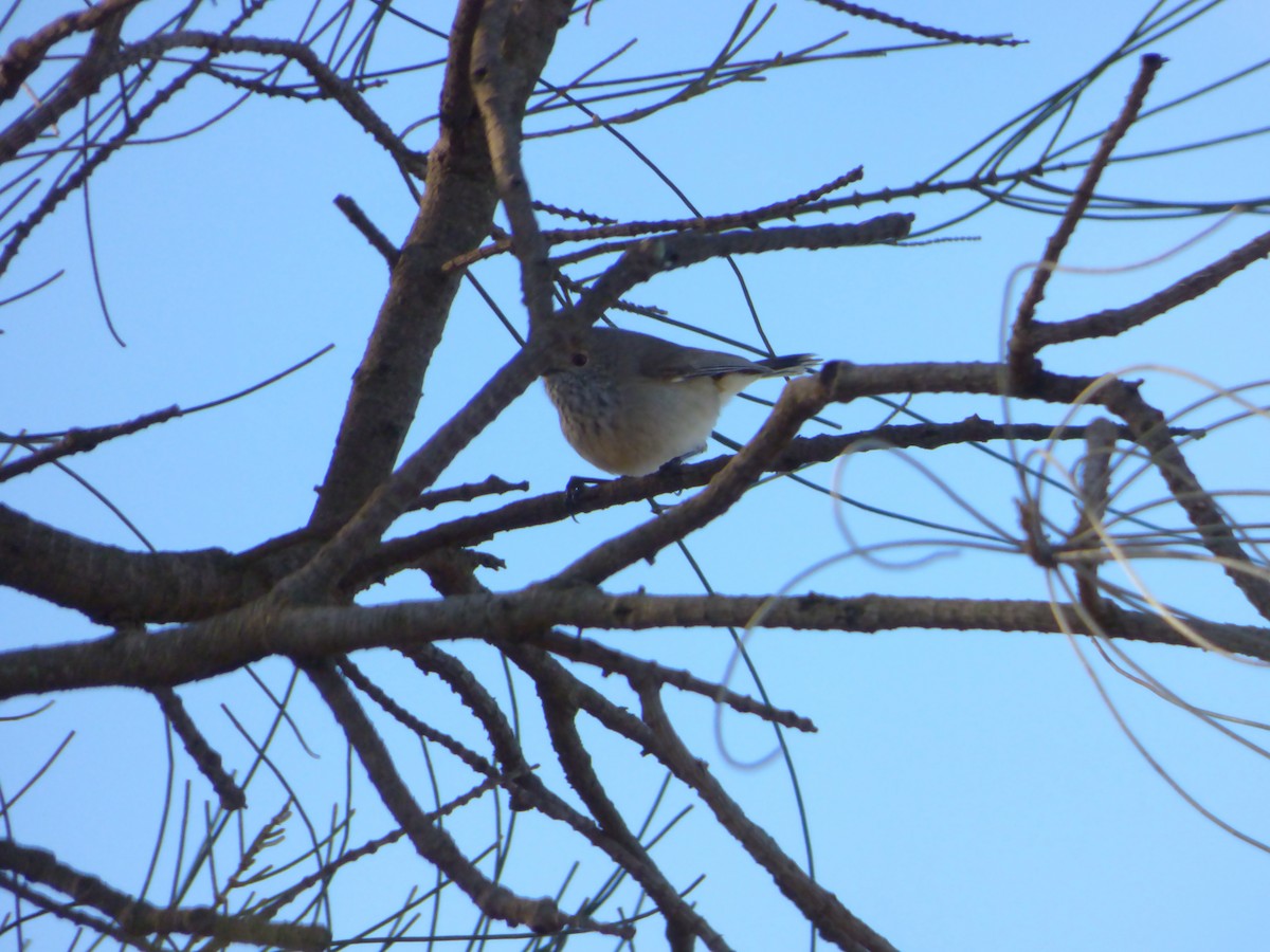 Inland Thornbill - Joel Calia