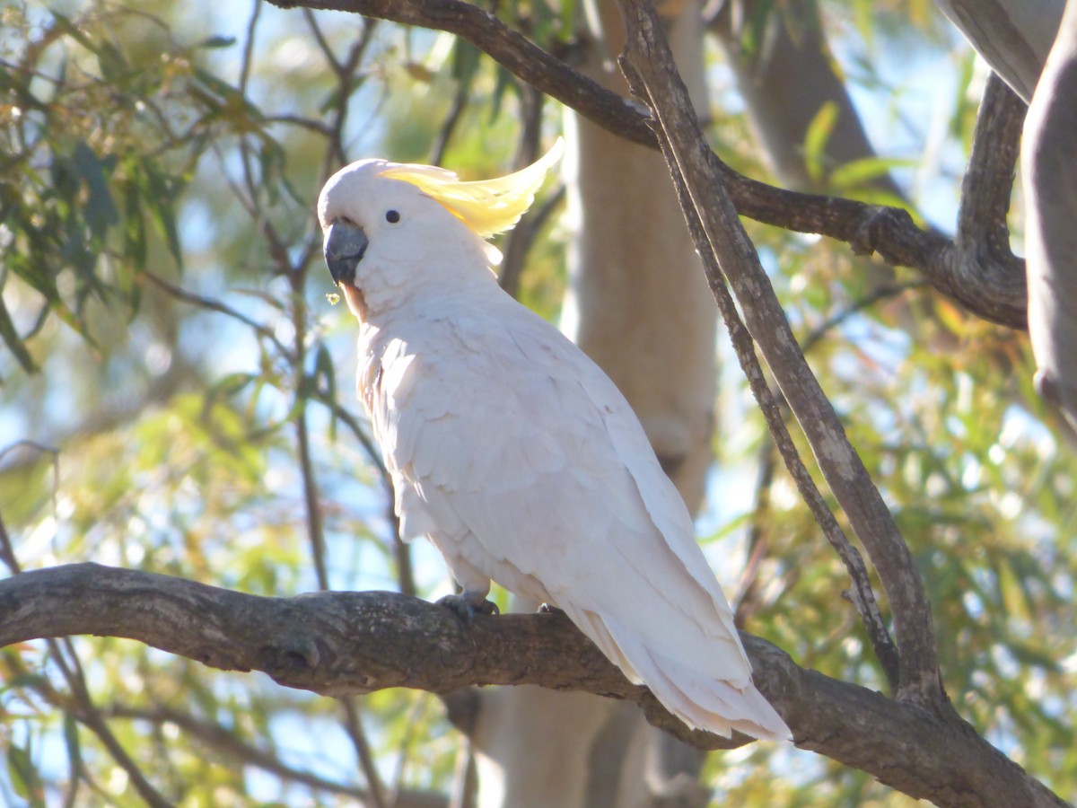 Sulphur-crested Cockatoo - ML353158291