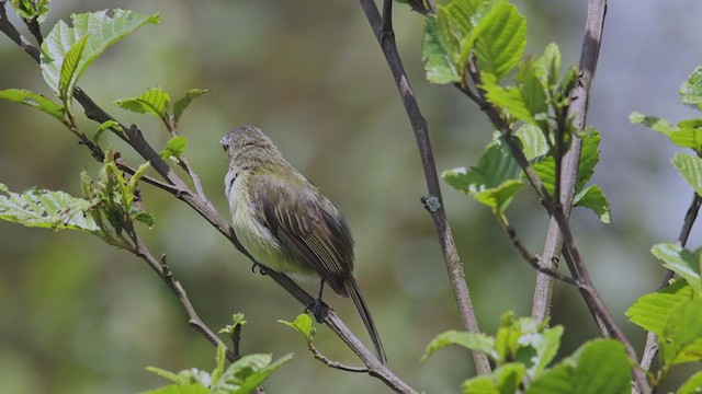 Weißstreif-Kleintyrann - ML353158581