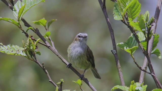 Guatemalan Tyrannulet - ML353158601