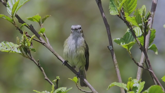 Guatemalan Tyrannulet - ML353158611