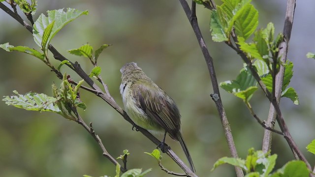 Guatemalan Tyrannulet - ML353158651