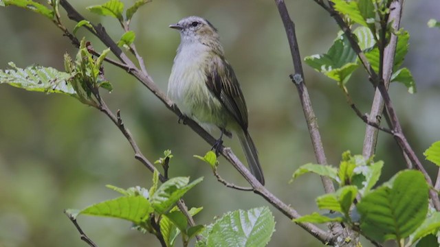 Guatemalan Tyrannulet - ML353158701