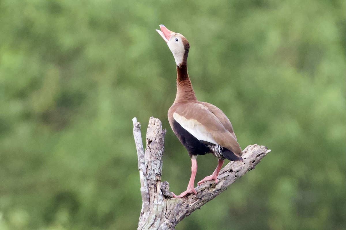 Black-bellied Whistling-Duck - Mike Sanders