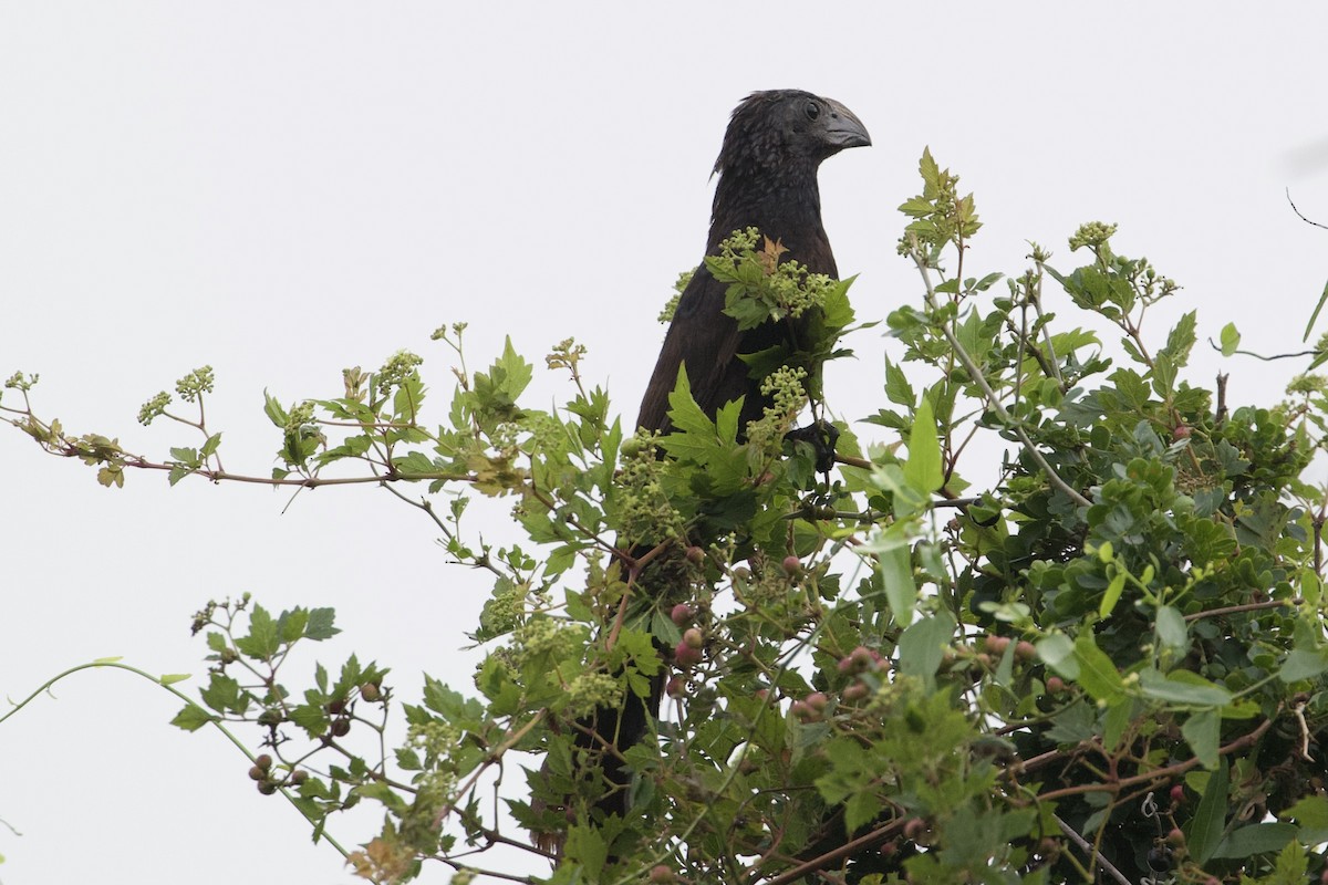Groove-billed Ani - ML353160021