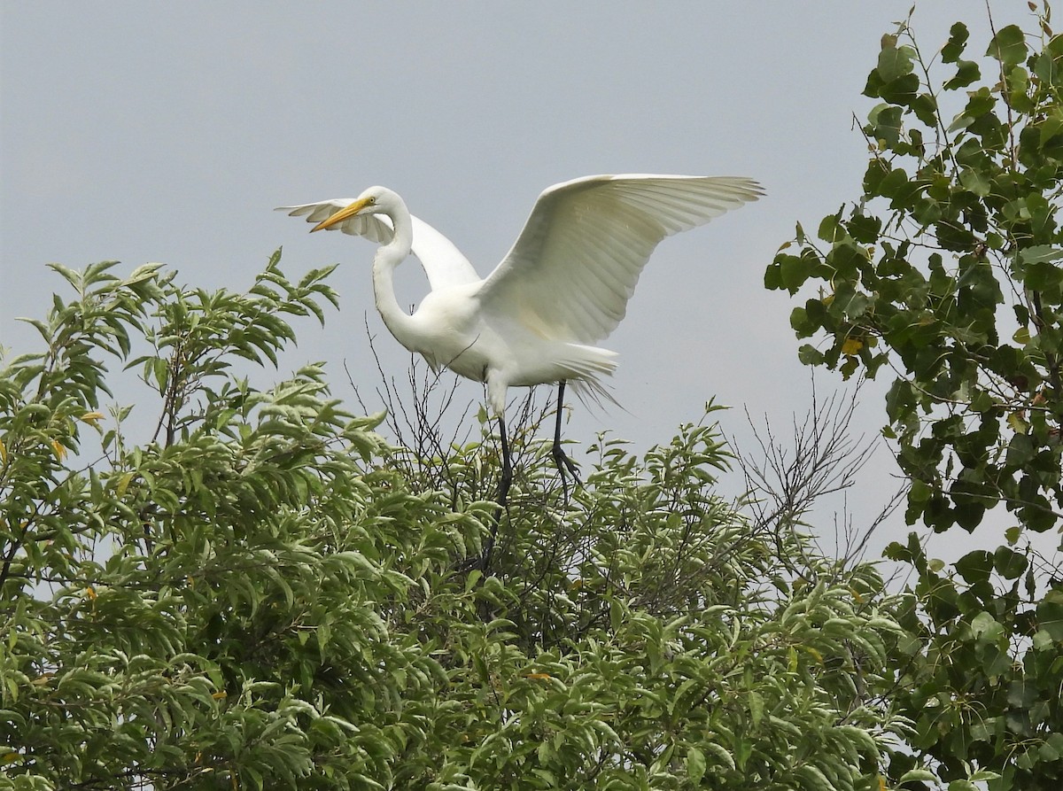 Great Egret - ML353160401