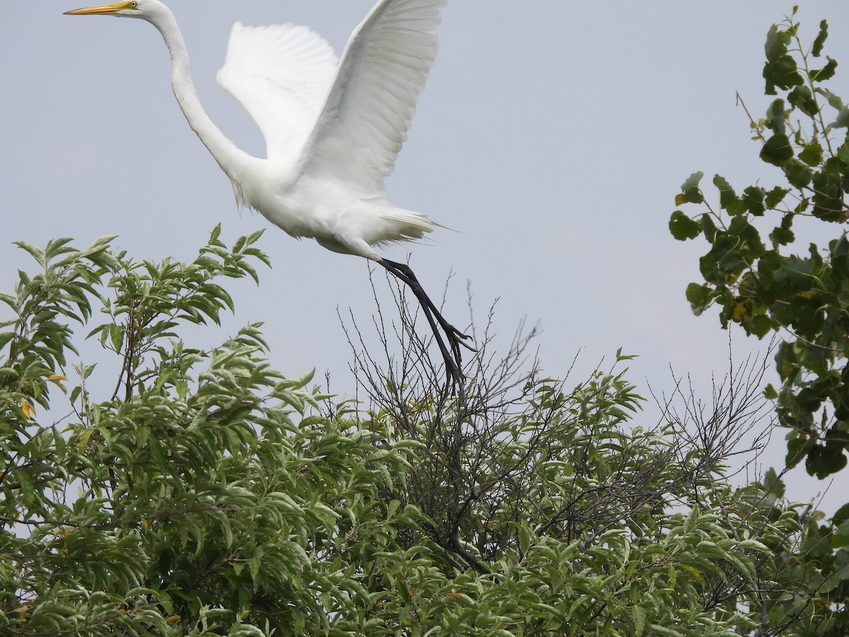 Great Egret - Jennifer Wilson-Pines