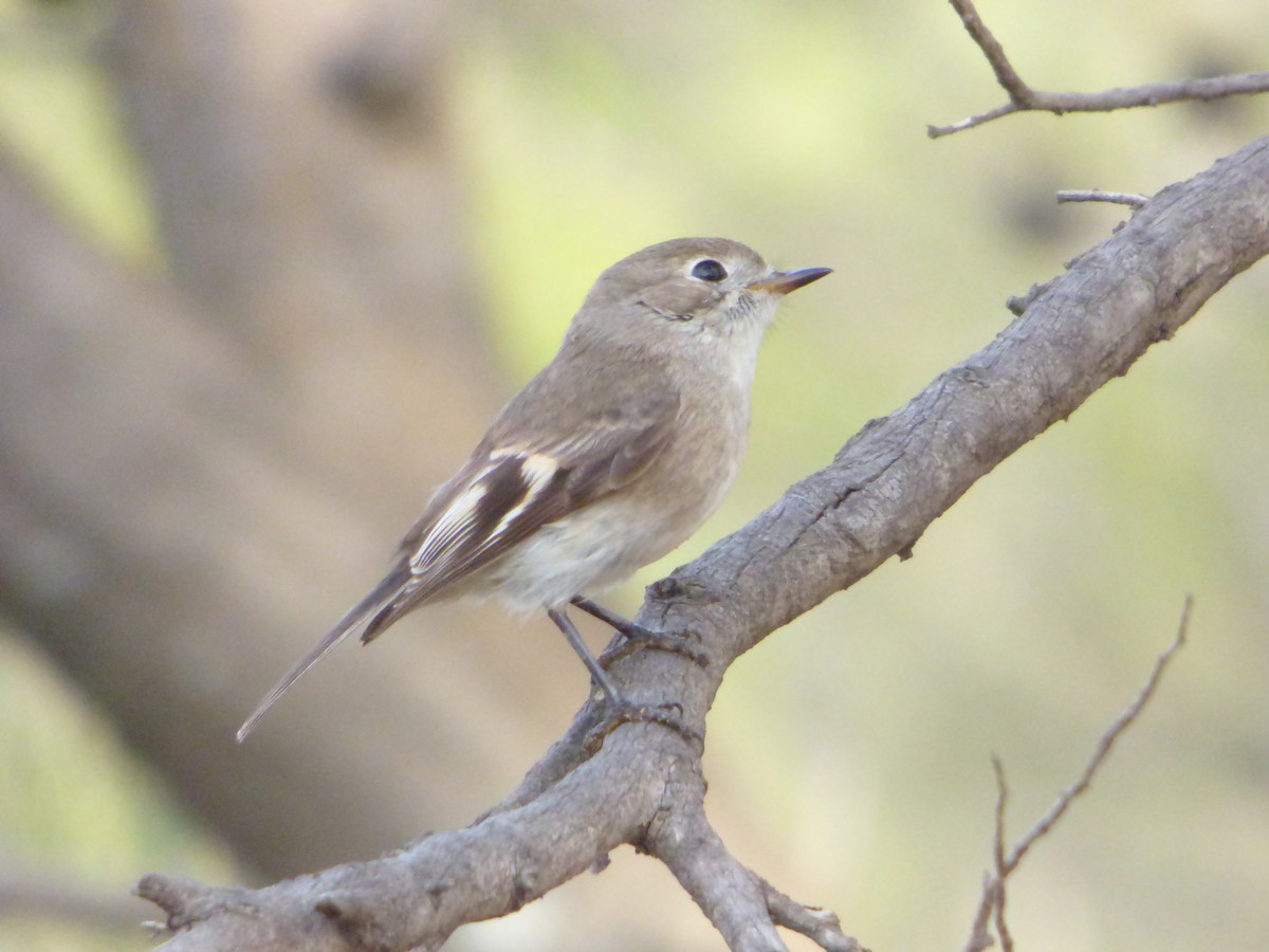 Red-capped Robin - ML353160601