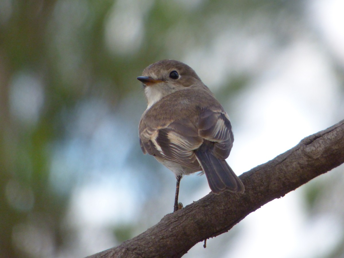 Red-capped Robin - Joel Calia