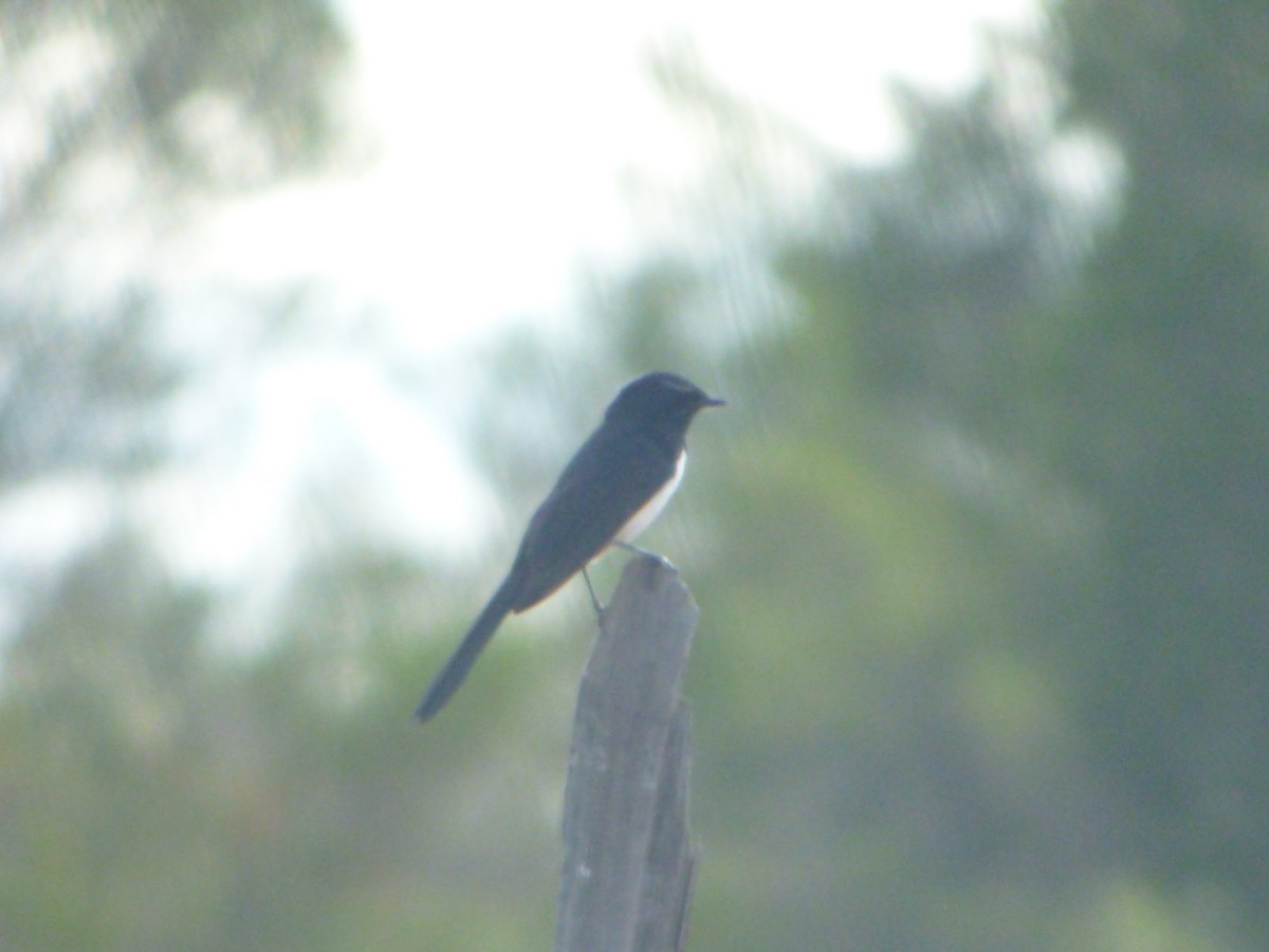 Willie-wagtail - Joel Calia