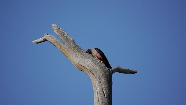 Lewis's Woodpecker - ML353161191