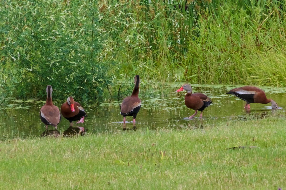 Black-bellied Whistling-Duck - ML353161311