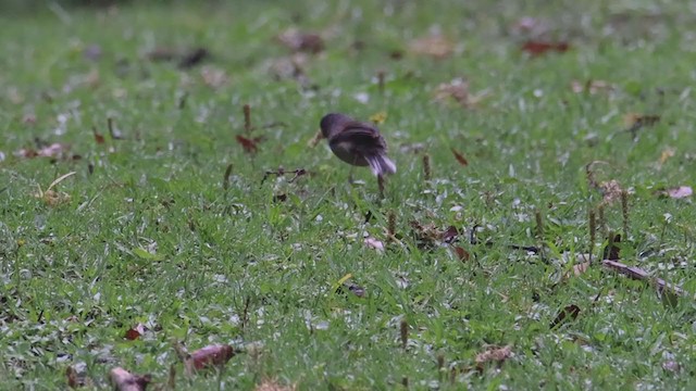 Yellow-eyed Junco (Guatemalan) - ML353161671