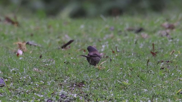 Yellow-eyed Junco (Guatemalan) - ML353161711