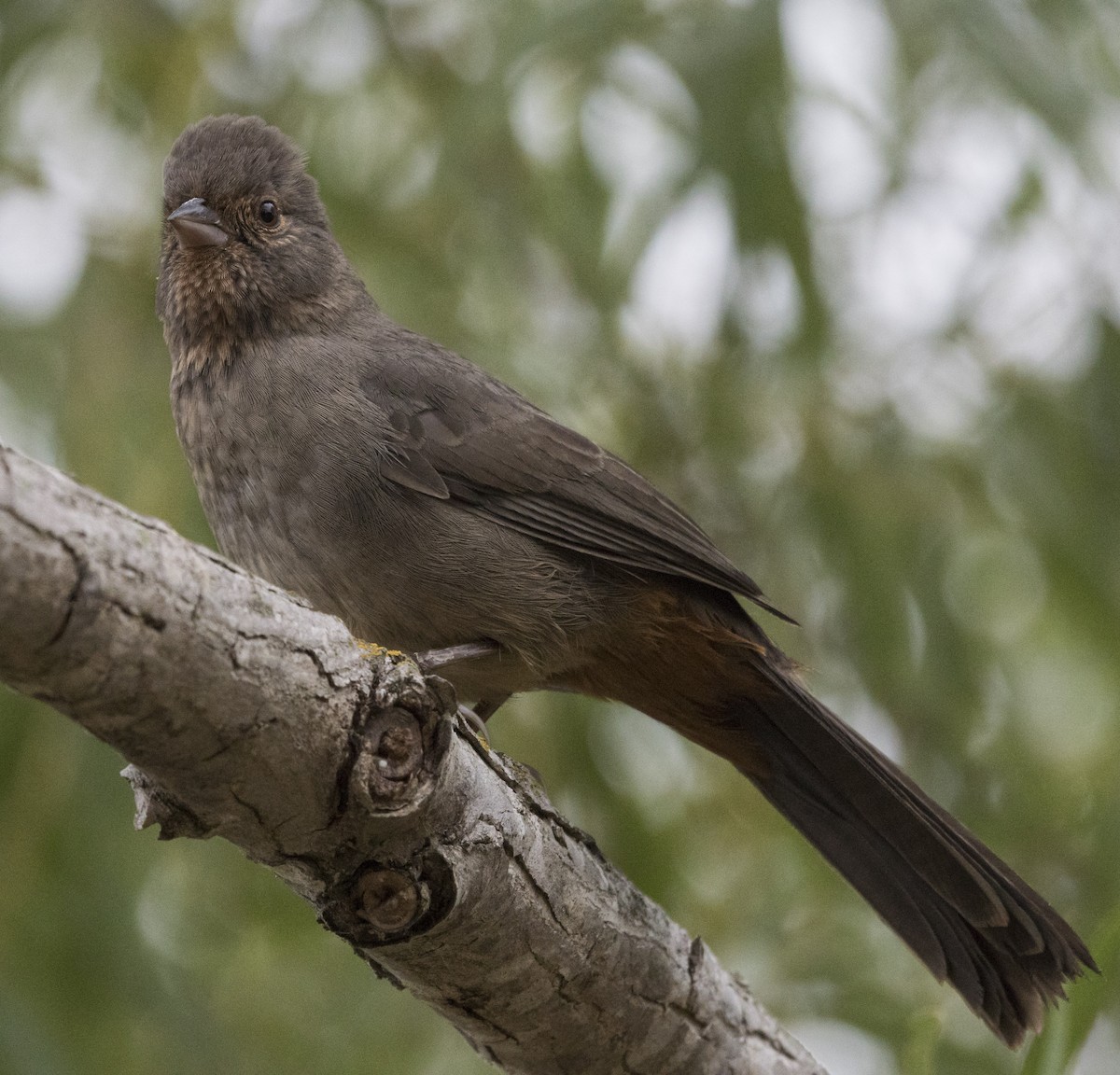 California Towhee - ML35316181